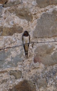 A vey unusual sight, a swallow sitting!